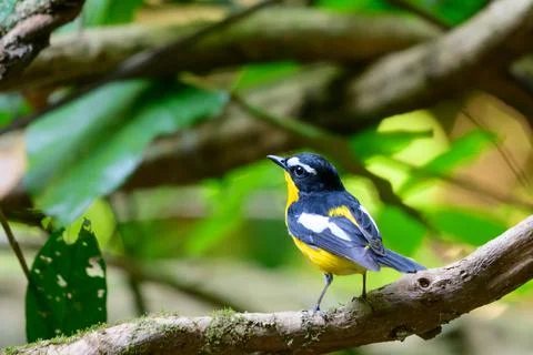Beautiful bird Stock Photos