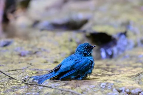 Beautiful bird Stock Photos