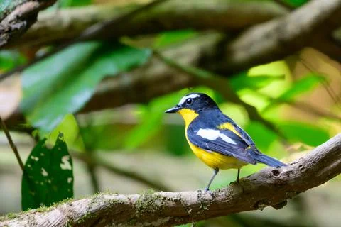 Beautiful bird Fotos Stock