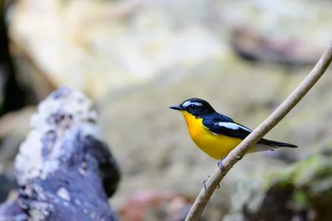 Beautiful bird Stock Photos