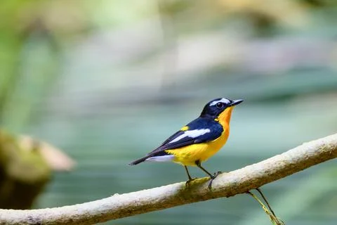 Beautiful bird Stock Photos