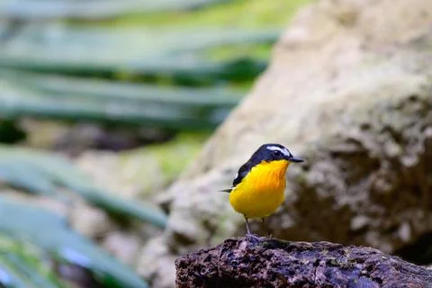 Beautiful bird Stock Photos