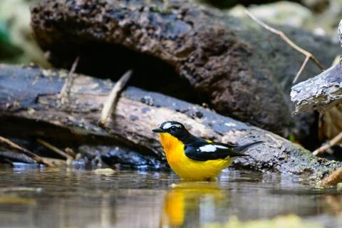 Beautiful bird Fotos Stock