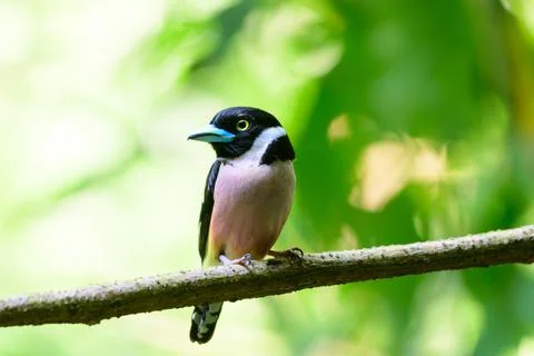 Beautiful bird Fotos Stock
