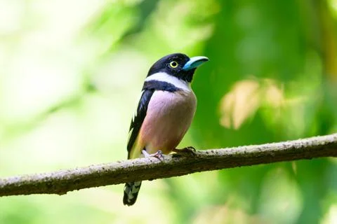 Beautiful bird Fotos Stock