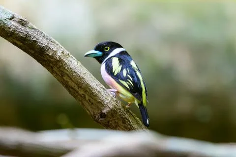 Beautiful bird Stock Photos