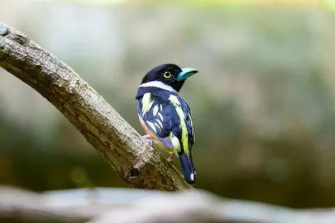 Beautiful bird Fotos Stock