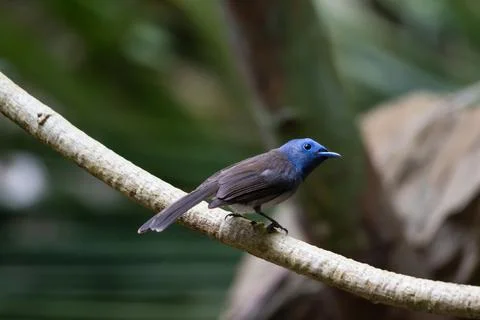 Beautiful bird Fotos Stock
