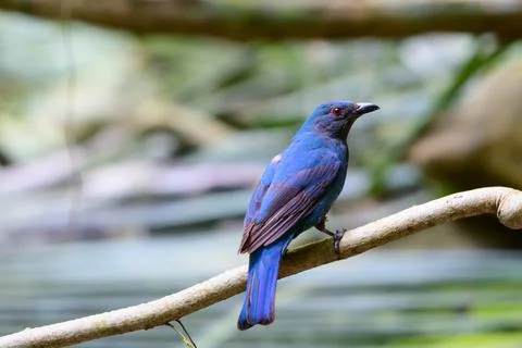 Beautiful bird Stock Photos