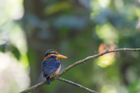 Beautiful bird Fotos Stock