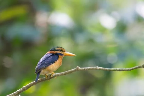 Beautiful bird Stock Photos