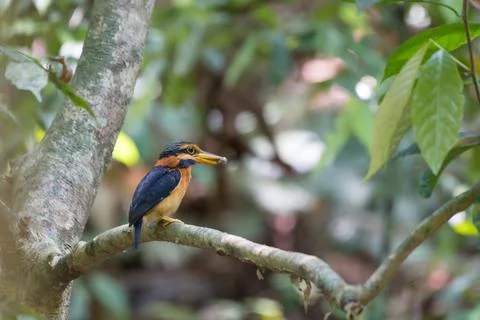 Beautiful bird Stock Photos