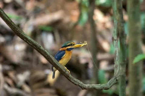 Beautiful bird Stock Photos