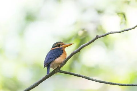 Beautiful bird Fotos Stock