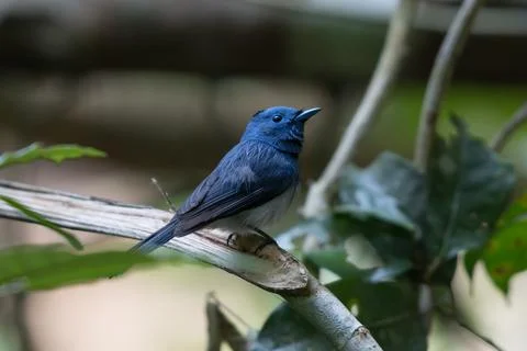 Beautiful bird Stock Photos
