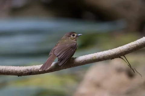Beautiful bird Fotos Stock