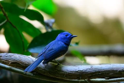 Beautiful bird Stock Photos