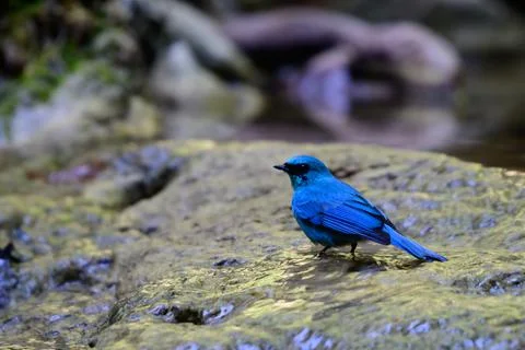 Beautiful bird Stock Photos