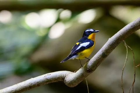 Beautiful bird Stock Photos