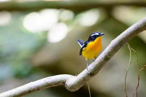 Beautiful bird Stock Photos