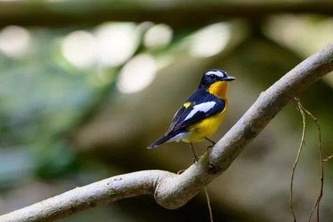 Beautiful bird Stock Photos