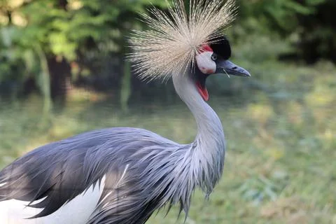 A beautiful bird Stock Photos