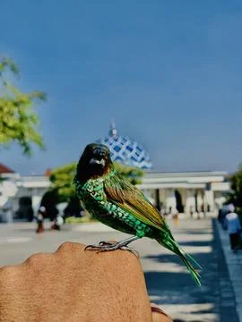 Beautiful bird Stock Photos