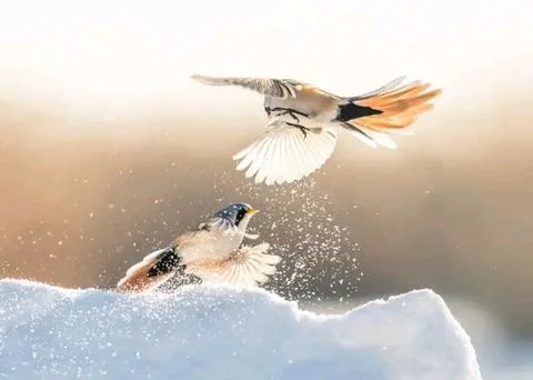 Beautiful bird Foto stock