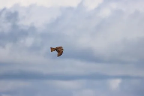 Beautiful bird of prey eagle claws feathers speed flight Stock Photos