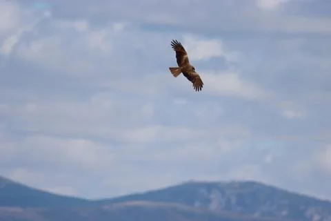Beautiful bird of prey eagle claws feathers speed flight Fotos Stock