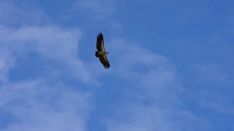 Beautiful Bird of Prey Spreading Its Wings and Soaring Over the Kenyan Stock Footage 342903220
