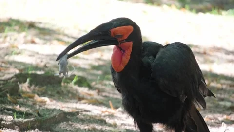 A beautiful bird with a red color eats a caught prey mouse. Lunch at the birds Stock Footage 252743169