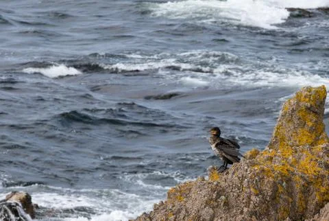 Beautiful bird on a rocky coast,cormorant Stock Photos