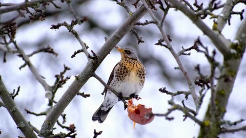 Beautiful bird sits on tree branch and pecks at apple Stock Footage 218317456