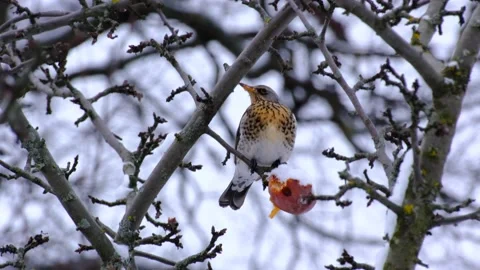 Beautiful bird sits on tree branch and pecks at apple. Winter landscape Stockbeeldmateriaal 218317495
