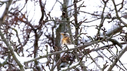 Beautiful bird sits on tree branch and pecks at apple. Winter landscape Stock-Footage 218317623