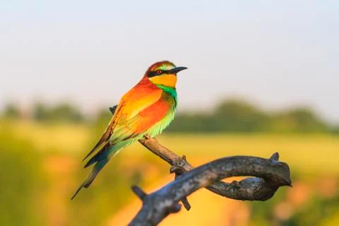 Beautiful bird sitting on a branch with patterns Stock Photos