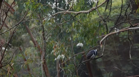 Beautiful bird on a tree Stock-Footage 42485788
