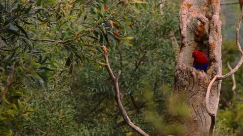 Beautiful bird on a tree Vídeos de archivo 42485986