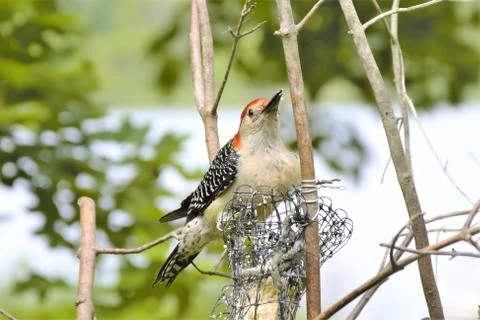 Beautiful bird on tree Stock Photos
