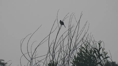Beautiful Bird on a Tree at Sunset in the Wild Stock Footage 308506076