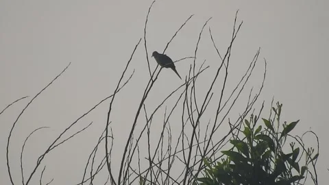 Beautiful Bird on a Tree at Sunset in the Wild Stock Footage 308506270