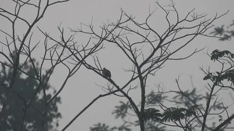 Beautiful Bird on a Tree at Sunset in the Wild Stock Footage 308506789