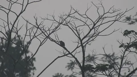 Beautiful Bird on a Tree at Sunset in the Wild Vídeos de archivo 308506835