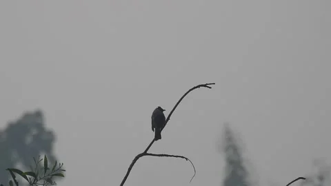 Beautiful Bird on a Tree at Sunset in the Wild Stock Footage 308506909