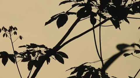 Beautiful Bird on a Tree at Sunset in the Wild Stock Footage 308507009