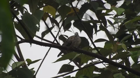 Beautiful Bird on a Tree at Sunset in the Wild Stock Footage 308507370
