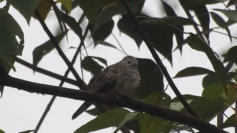 Beautiful Bird on a Tree at Sunset in the Wild Stock Footage 308507460