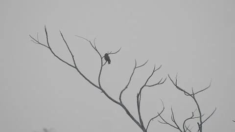 Beautiful Bird on a Tree at Sunset in the Wild Stock Footage 308531366
