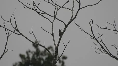 Beautiful Bird on a Tree at Sunset in the Wild Stock Footage 308531453
